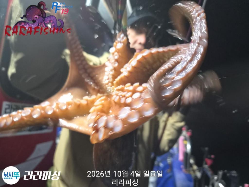낚시뚜,돌문어,속천항(진해),라라피싱,낚시뚜6
