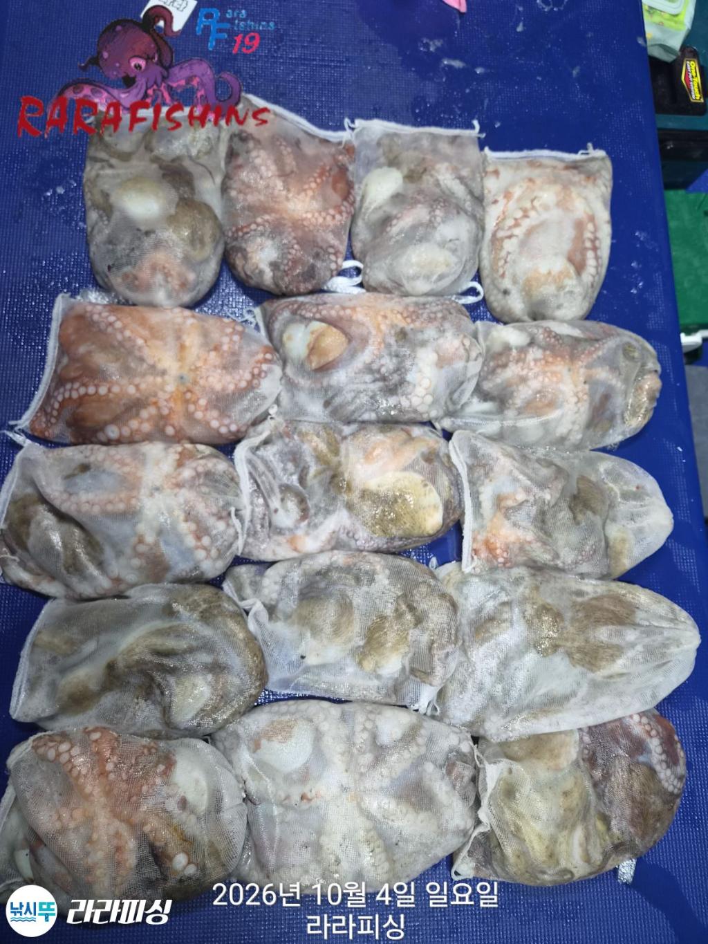 낚시뚜,돌문어,속천항(진해),라라피싱,낚시뚜0