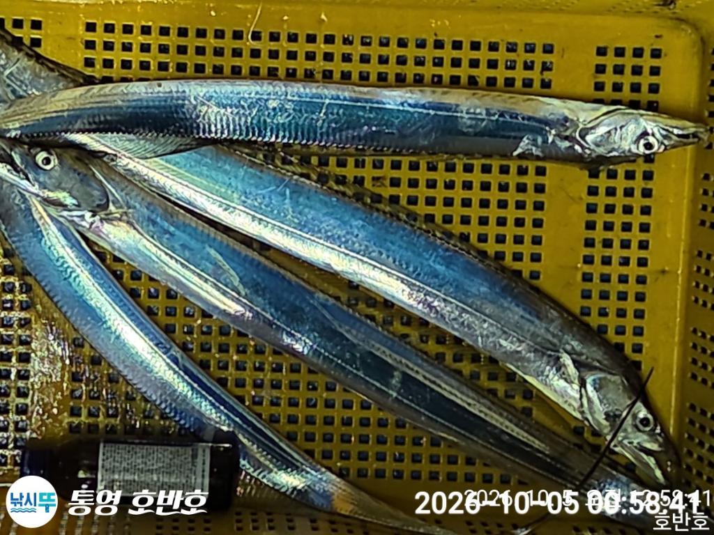 낚시뚜,갈치,통영 신전항,통영호반호,낚시뚜23