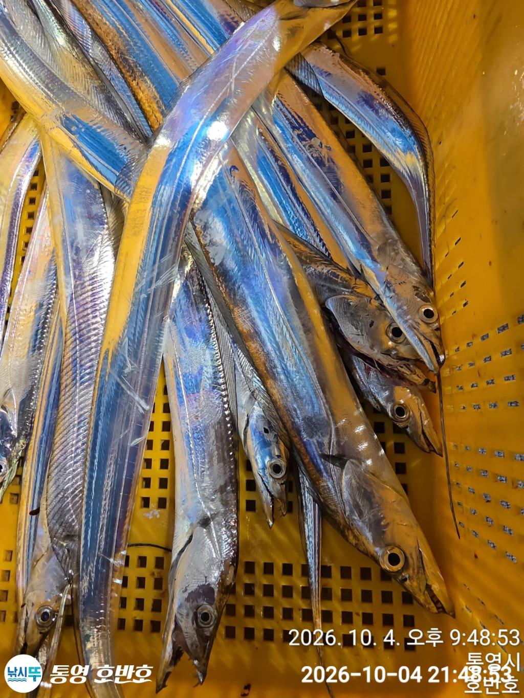 낚시뚜,갈치,통영 신전항,통영호반호,낚시뚜20