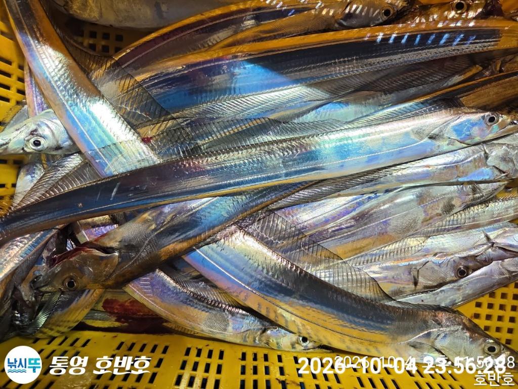 낚시뚜,갈치,통영 신전항,통영호반호,낚시뚜4