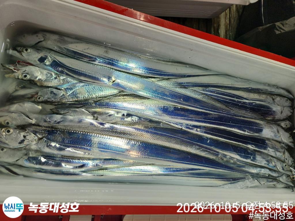 낚시뚜,갈치,녹동항,녹동대성호,낚시뚜73