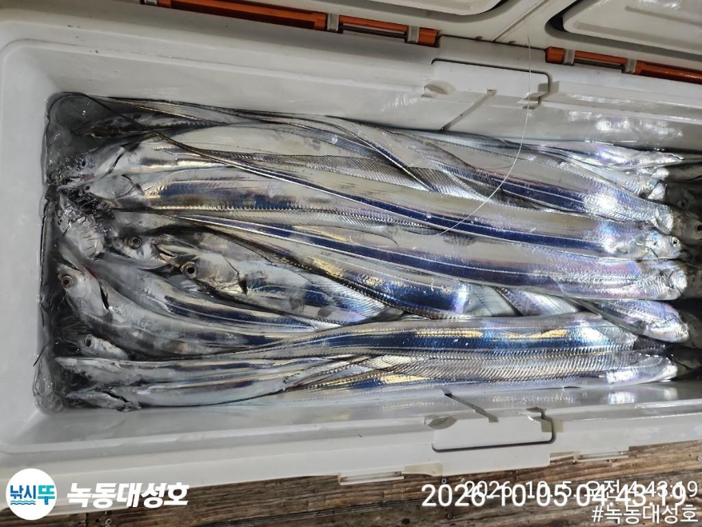 낚시뚜,갈치,녹동항,녹동대성호,낚시뚜72