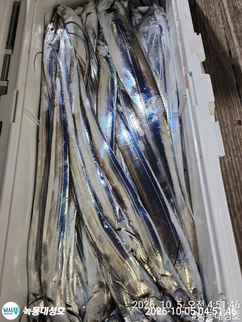 낚시뚜,갈치,녹동항,녹동대성호,낚시뚜68