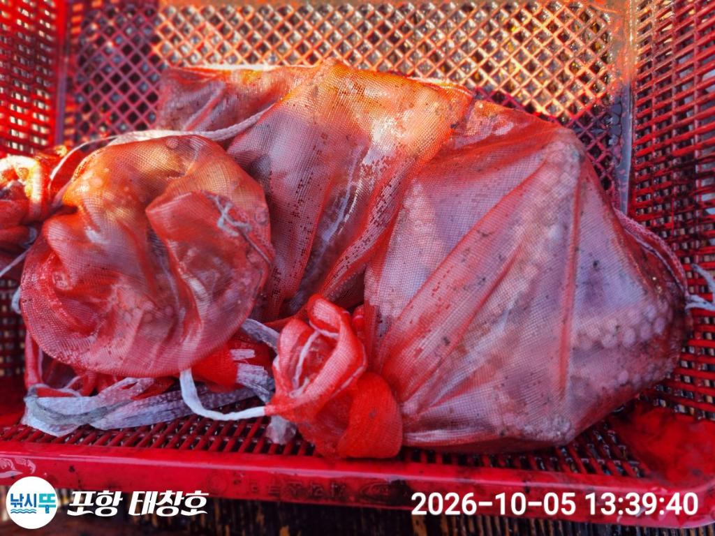 낚시뚜,돌문어,영일만항,포항 태창호,낚시뚜18