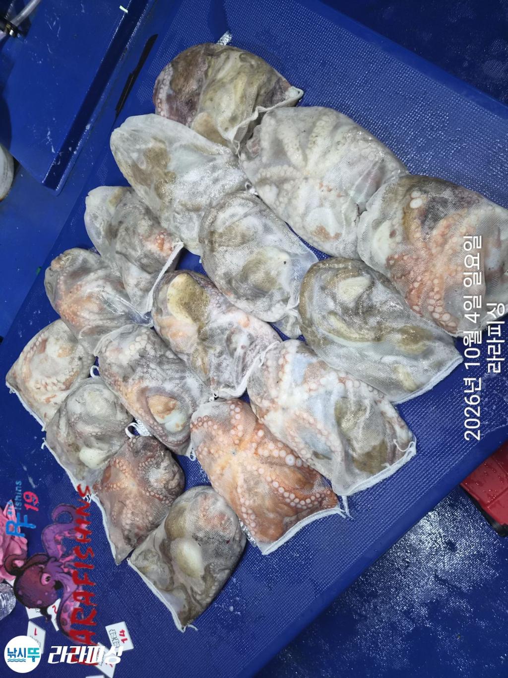 낚시뚜,돌문어,속천항(진해),라라피싱,낚시뚜15