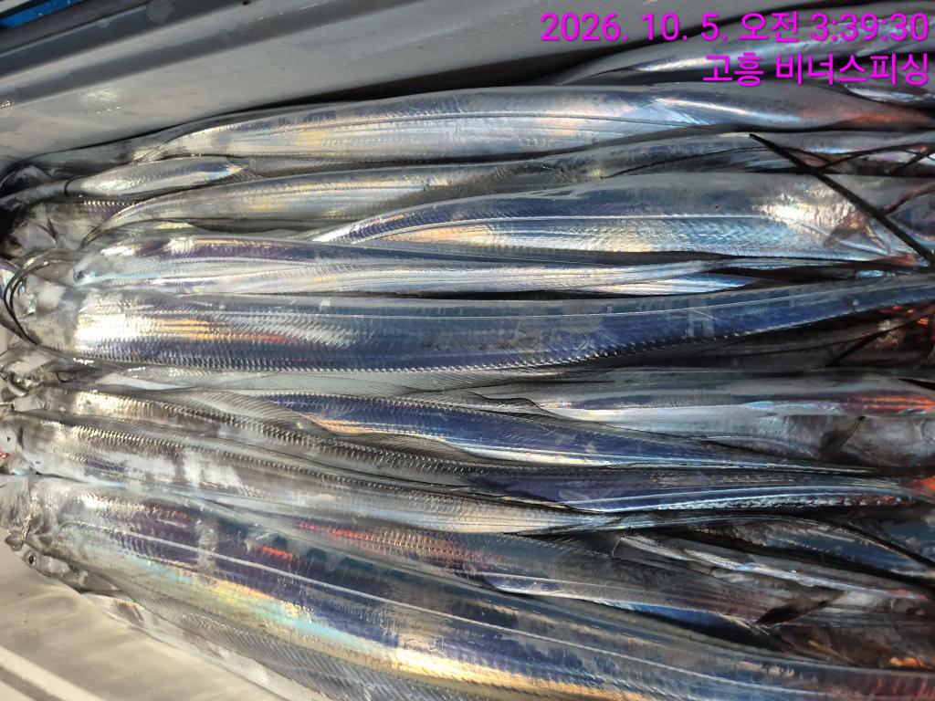 낚시뚜,,녹동항,비너스피싱,낚시뚜13