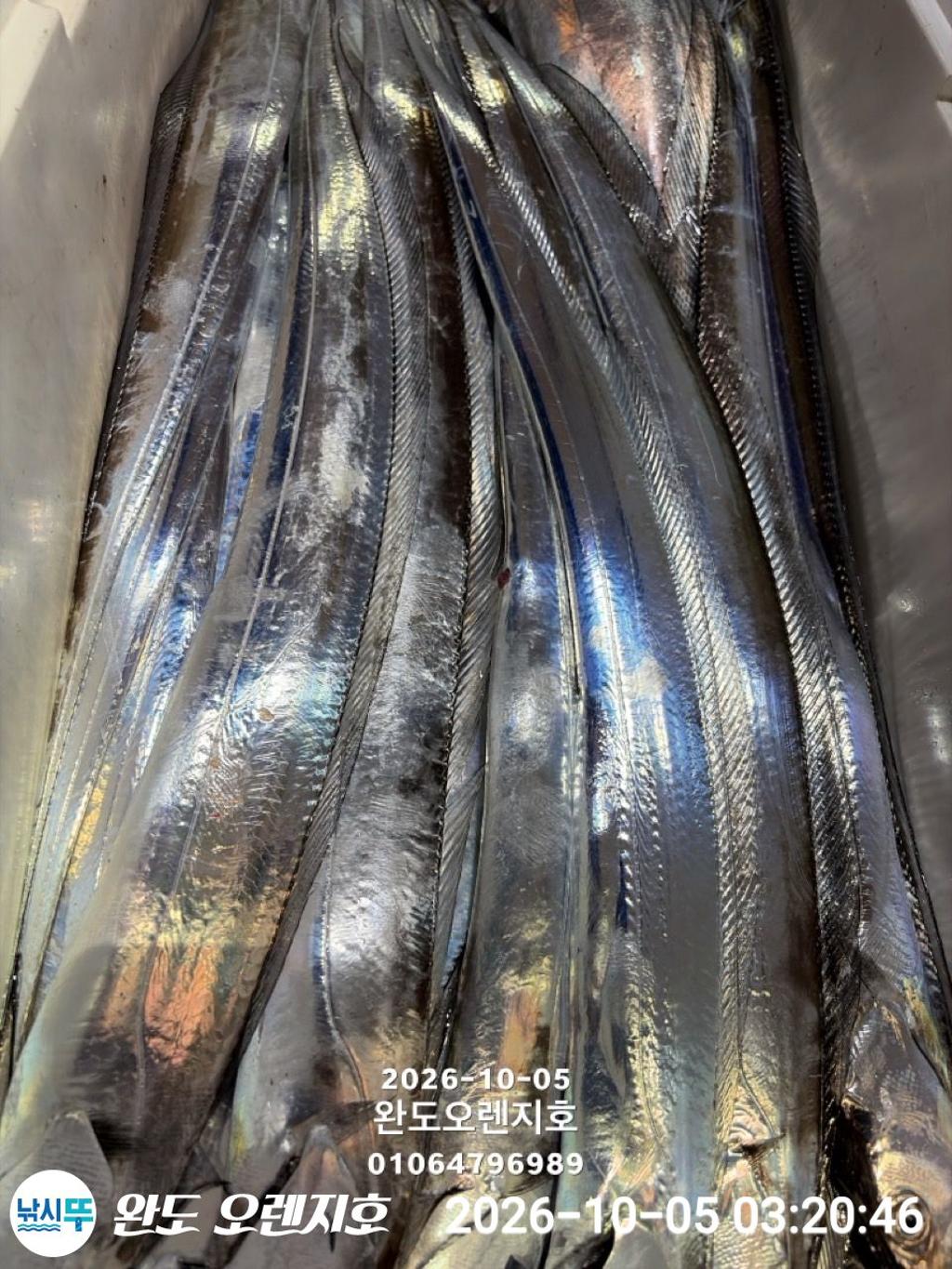 낚시뚜,갈치,완도항,완도 오렌지호,낚시뚜25