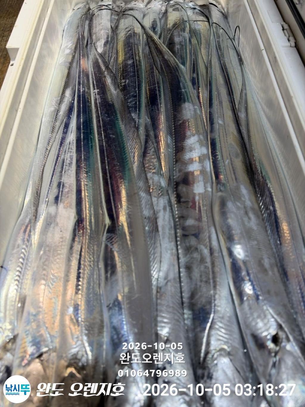 낚시뚜,갈치,완도항,완도 오렌지호,낚시뚜24