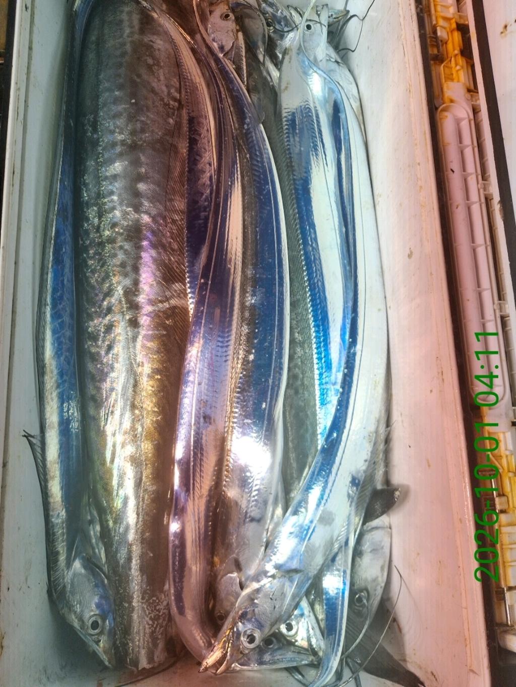낚시뚜,갈치,삼포항,삼포대교낚시,낚시뚜23