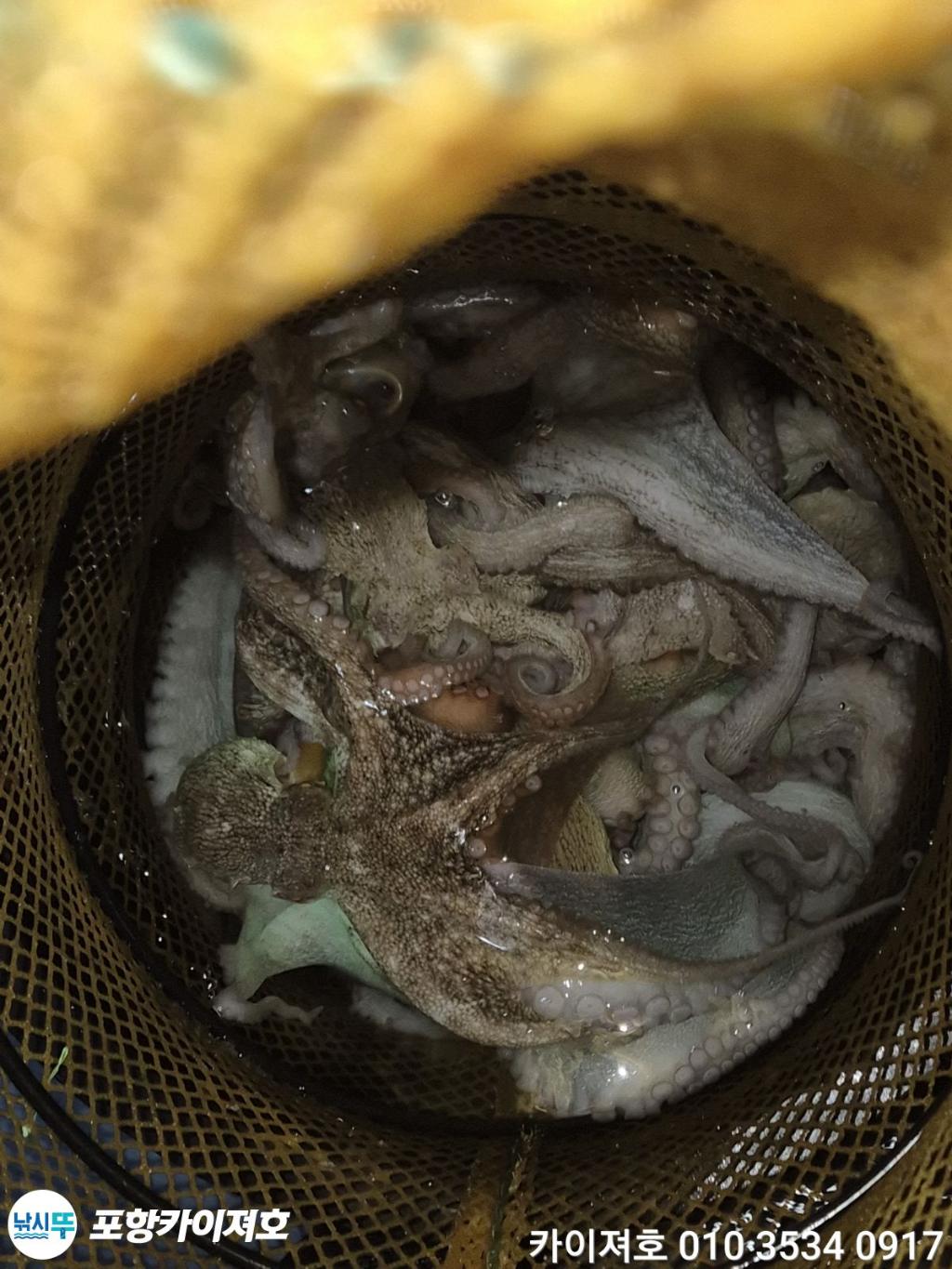 낚시뚜,기타 (직접입력),영일만항,포항카이져호,낚시뚜61