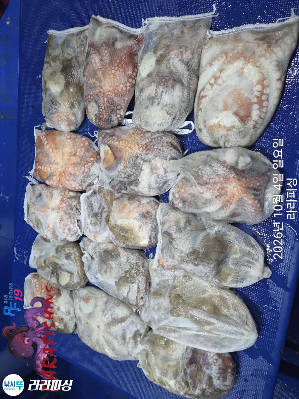 낚시뚜,돌문어,속천항(진해),라라피싱,낚시뚜7
