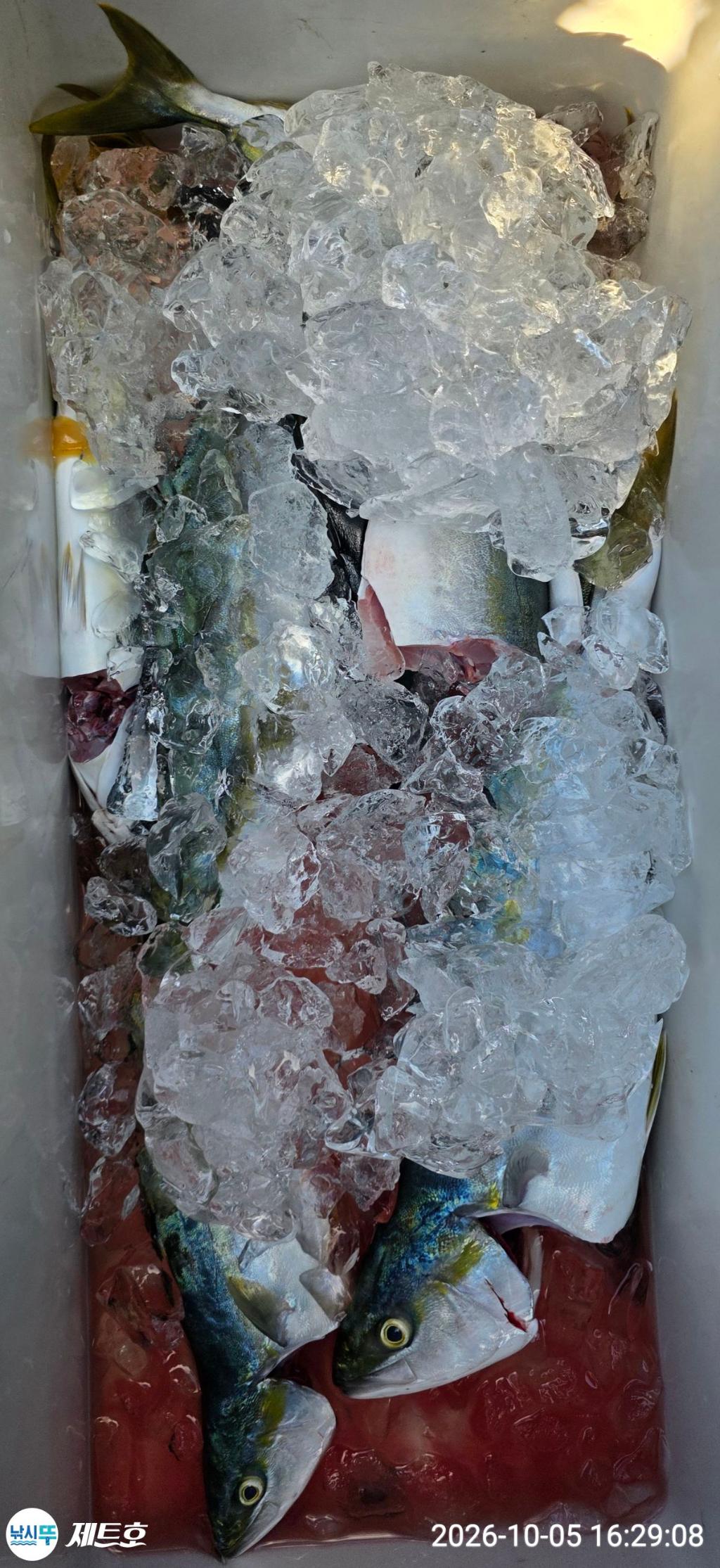 낚시뚜,삼치,방어,영일만항,포항 제트호,낚시뚜8