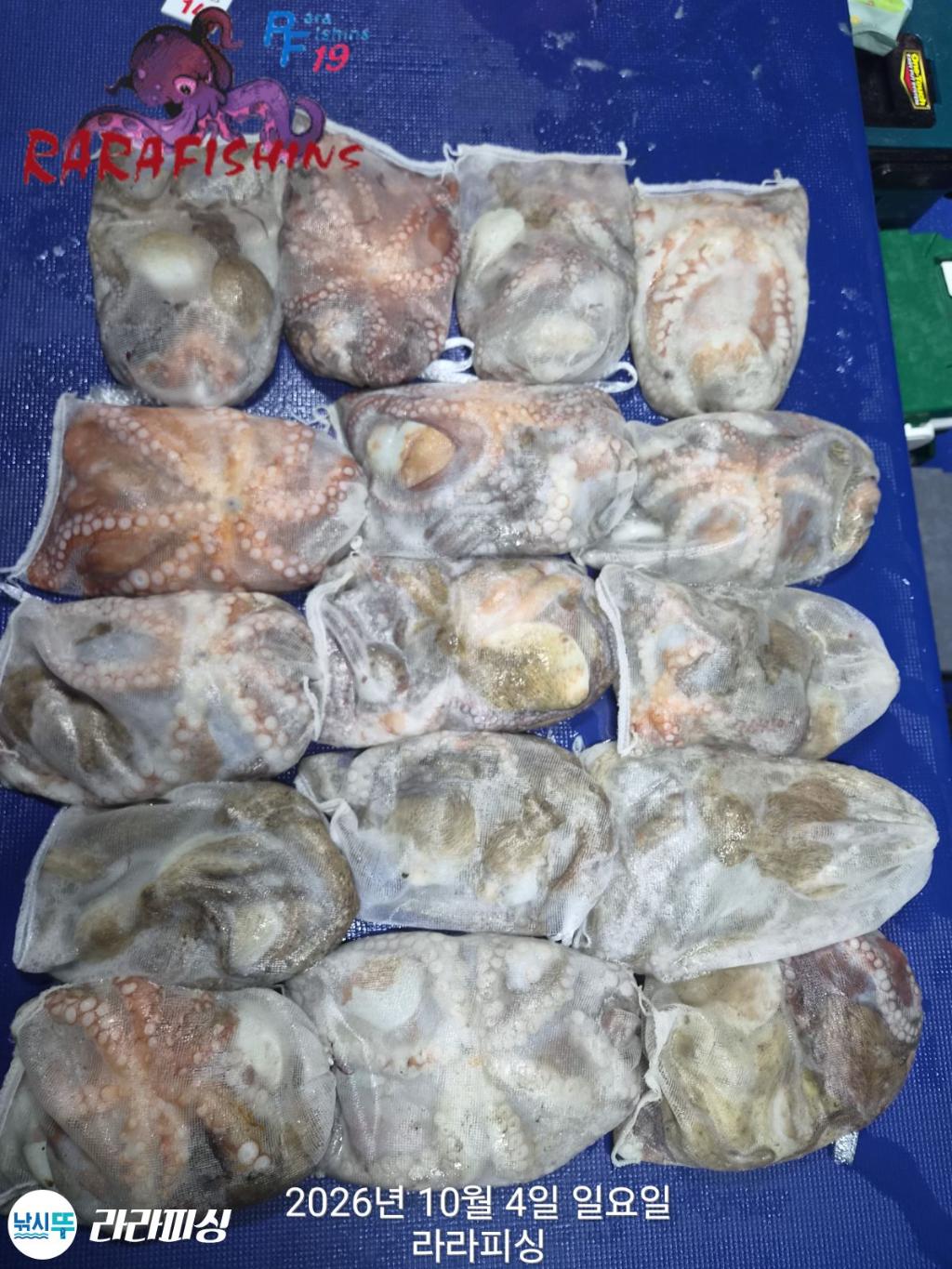 낚시뚜,돌문어,속천항(진해),라라피싱,낚시뚜1