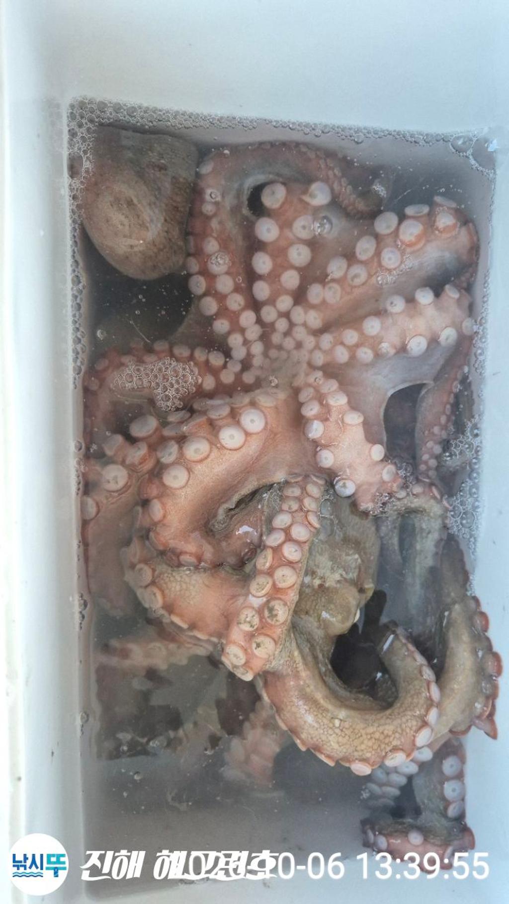 낚시뚜,돌문어,삼포항,진해 해그린호,낚시뚜9