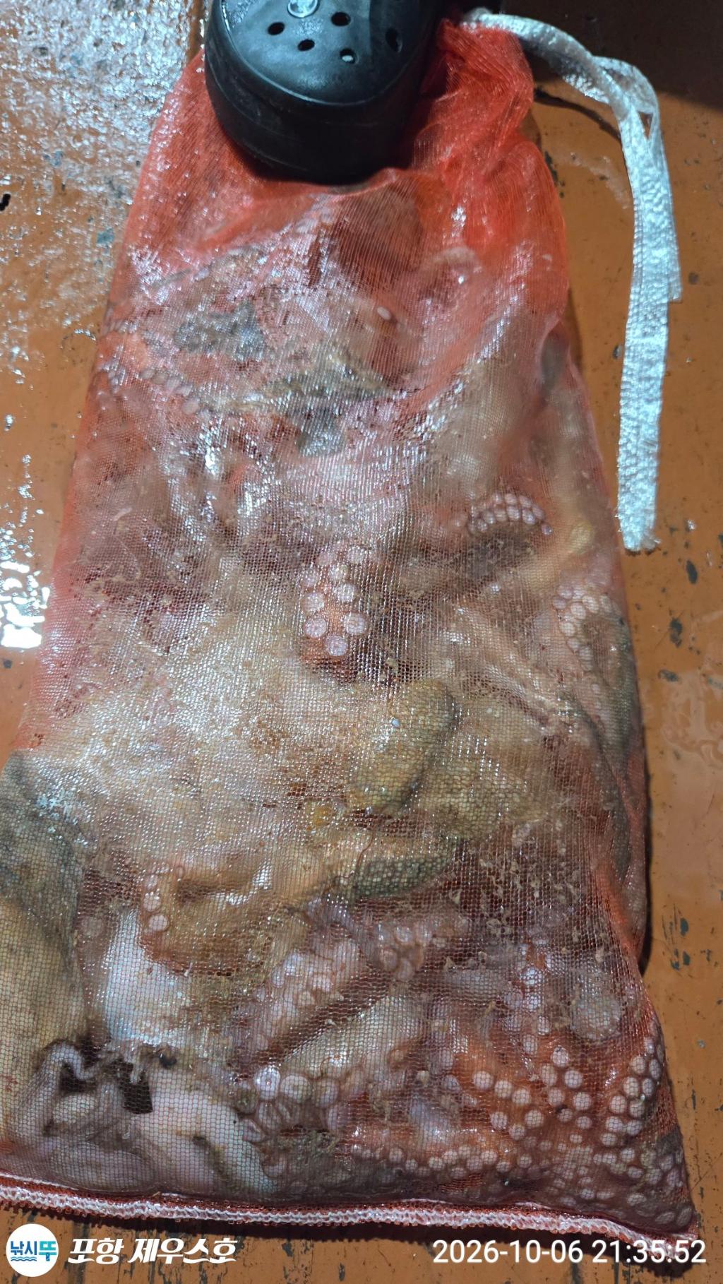 낚시뚜,돌문어,영일만항,포항 제우스호,낚시뚜9