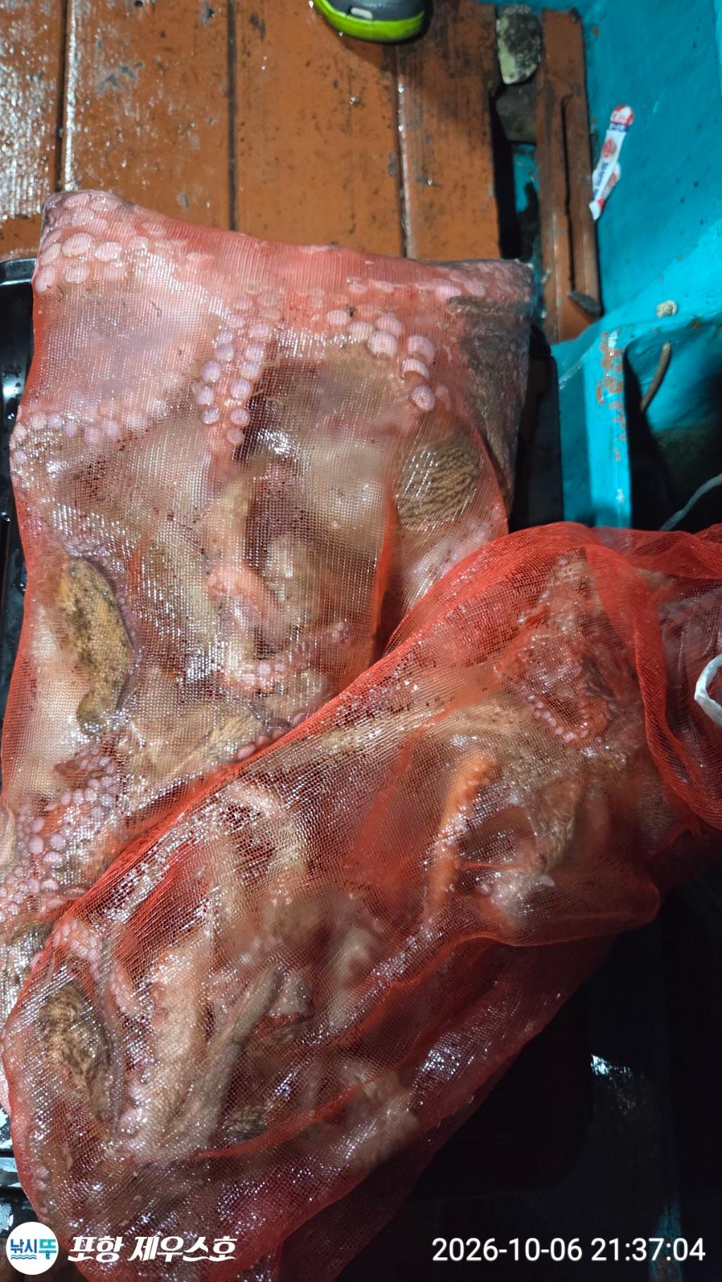 낚시뚜,돌문어,영일만항,포항 제우스호,낚시뚜7