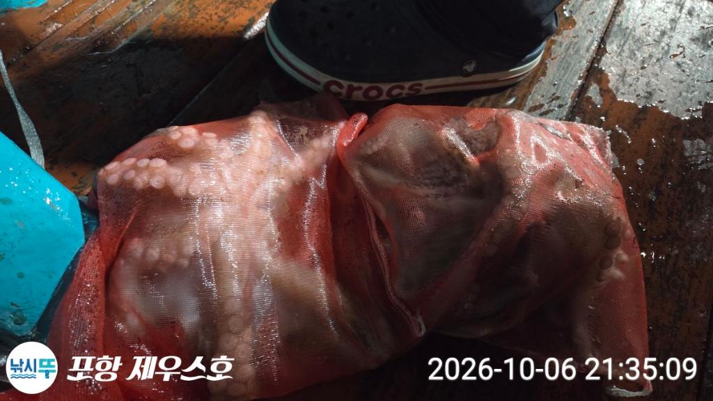 낚시뚜,돌문어,영일만항,포항 제우스호,낚시뚜4