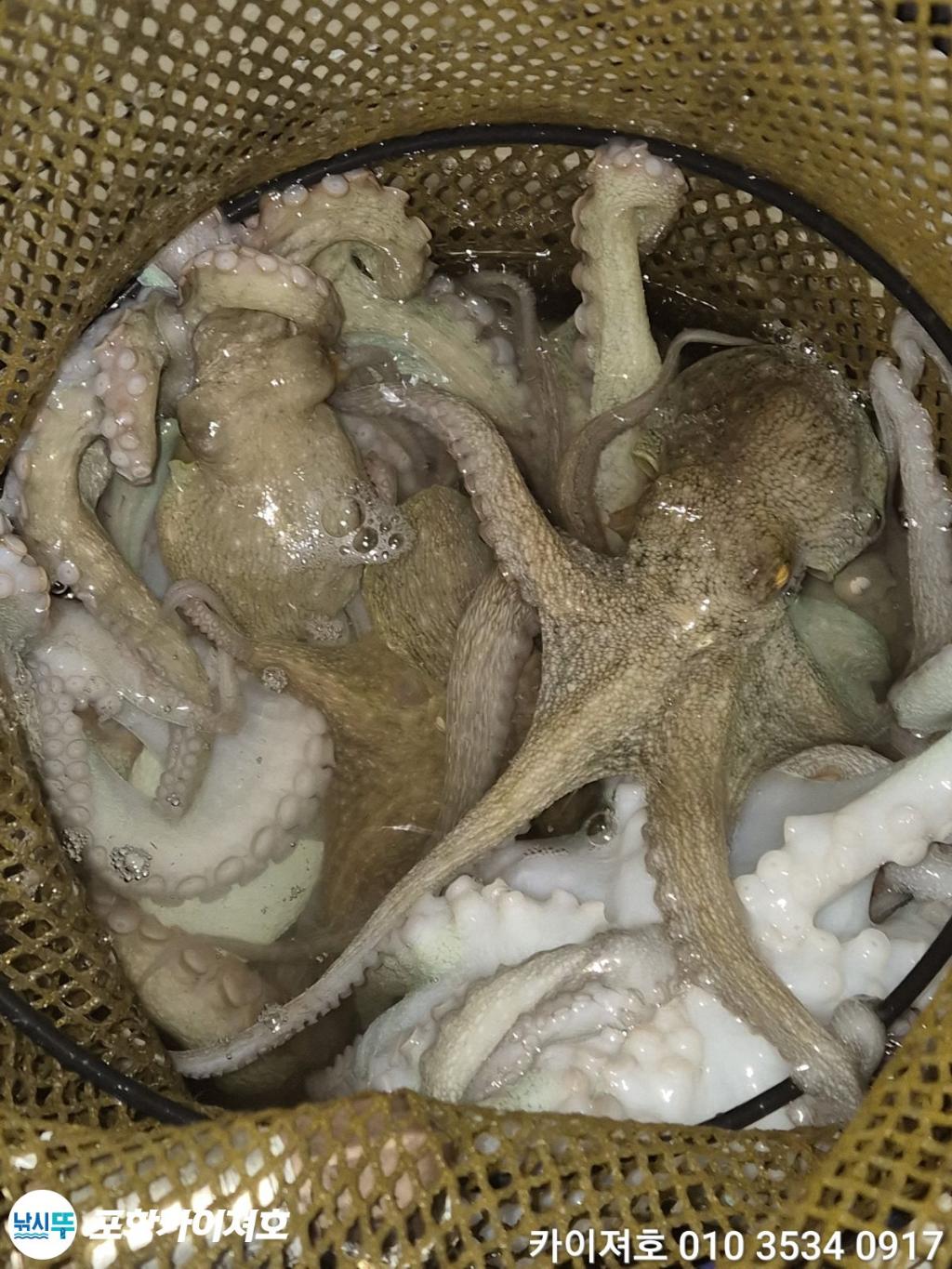 낚시뚜,기타 (직접입력),영일만항,포항카이져호,낚시뚜67