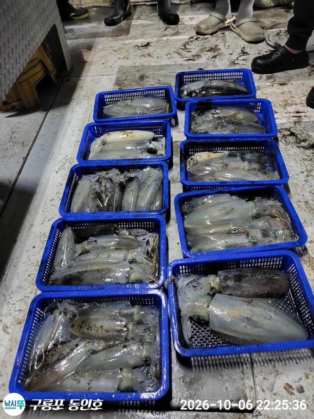 낚시뚜,무늬오징어,구룡포항,구룡포 동인호,낚시뚜9