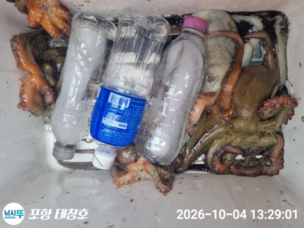 낚시뚜,돌문어,영일만항,포항 태창호,낚시뚜21