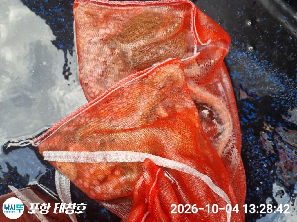낚시뚜,돌문어,영일만항,포항 태창호,낚시뚜20