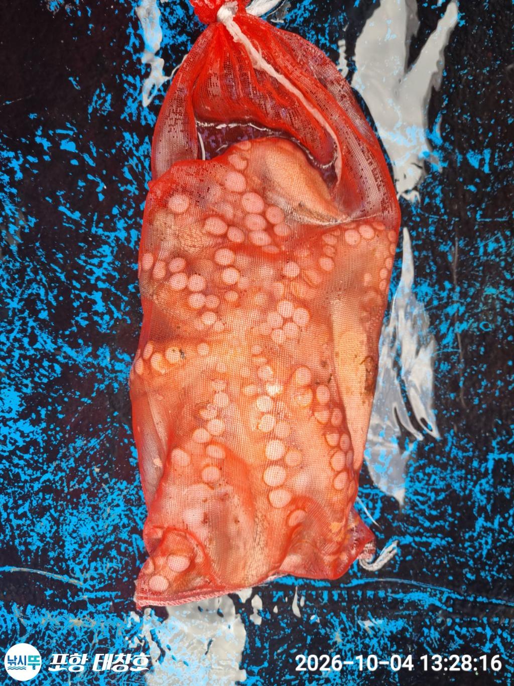 낚시뚜,돌문어,영일만항,포항 태창호,낚시뚜19