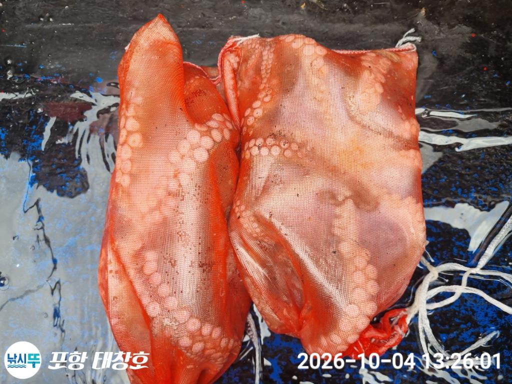 낚시뚜,돌문어,영일만항,포항 태창호,낚시뚜12