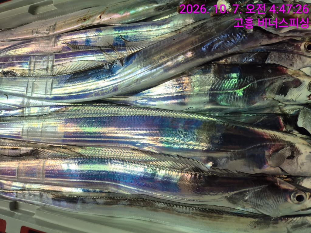 낚시뚜,,녹동항,비너스피싱,낚시뚜11