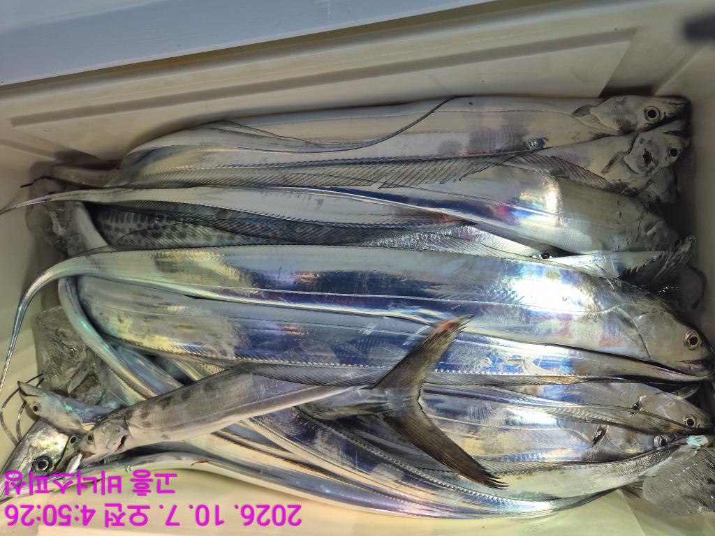 낚시뚜,,녹동항,비너스피싱,낚시뚜12