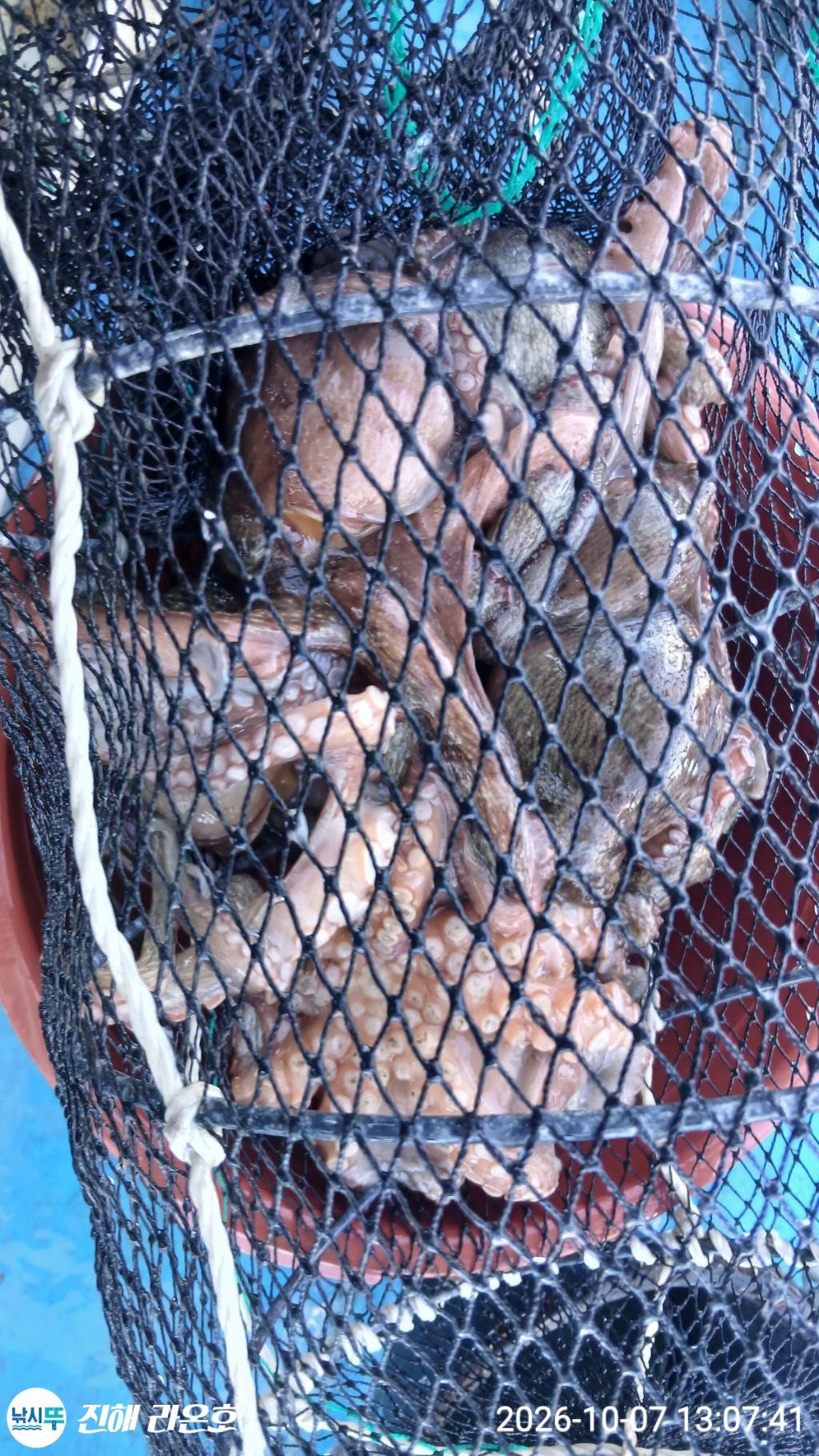 낚시뚜,돌문어,삼포항,진해 라온호,낚시뚜1