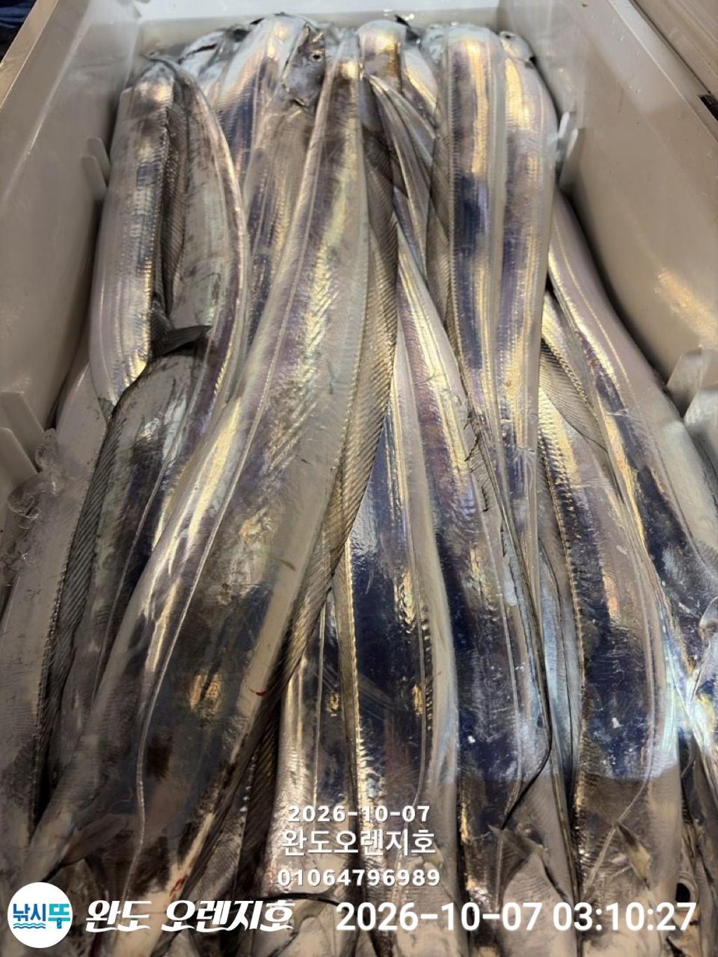 낚시뚜,갈치,완도항,완도 오렌지호,낚시뚜38