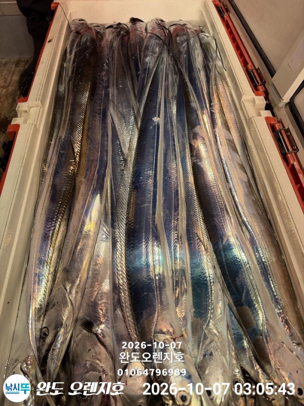 낚시뚜,갈치,완도항,완도 오렌지호,낚시뚜36