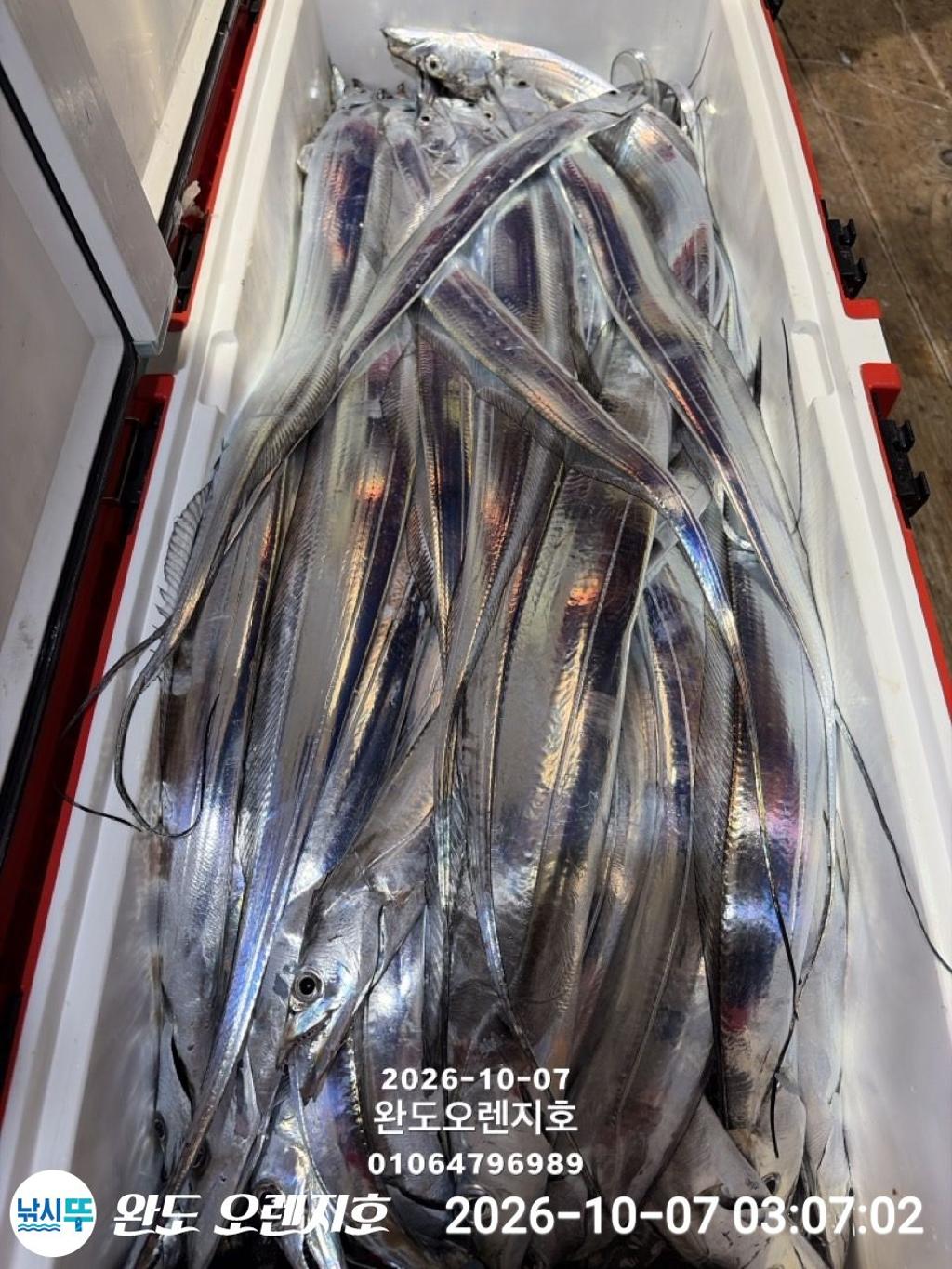 낚시뚜,갈치,완도항,완도 오렌지호,낚시뚜35