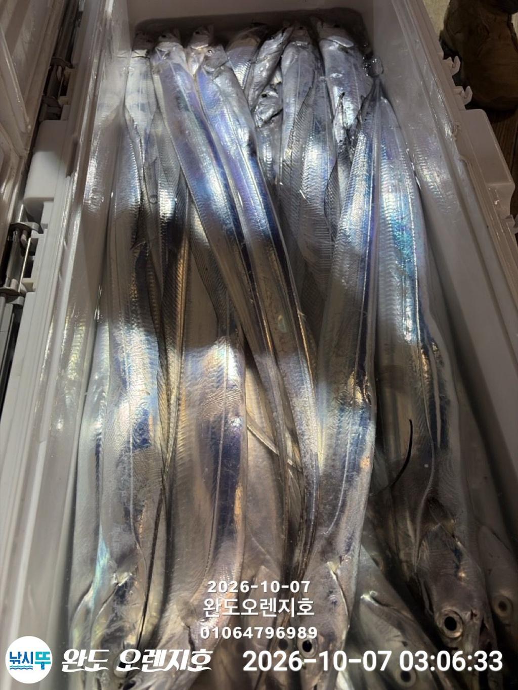 낚시뚜,갈치,완도항,완도 오렌지호,낚시뚜34
