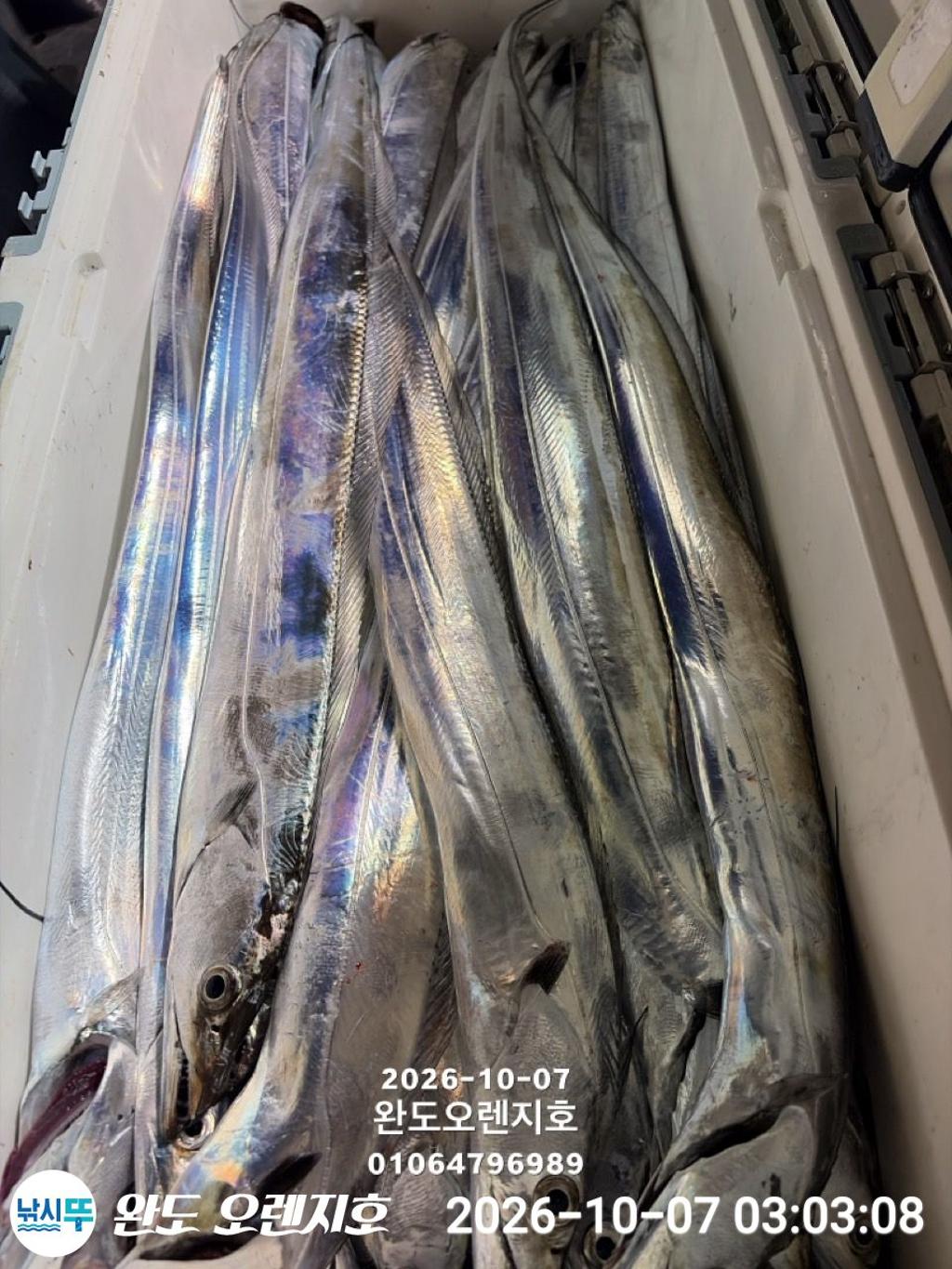 낚시뚜,갈치,완도항,완도 오렌지호,낚시뚜32