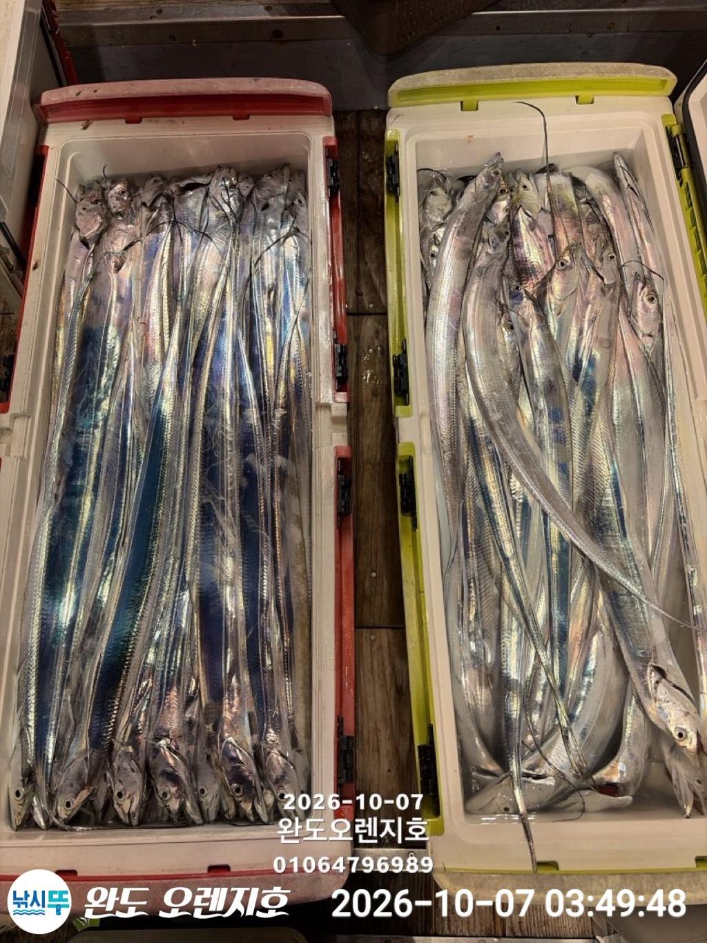 낚시뚜,갈치,완도항,완도 오렌지호,낚시뚜29