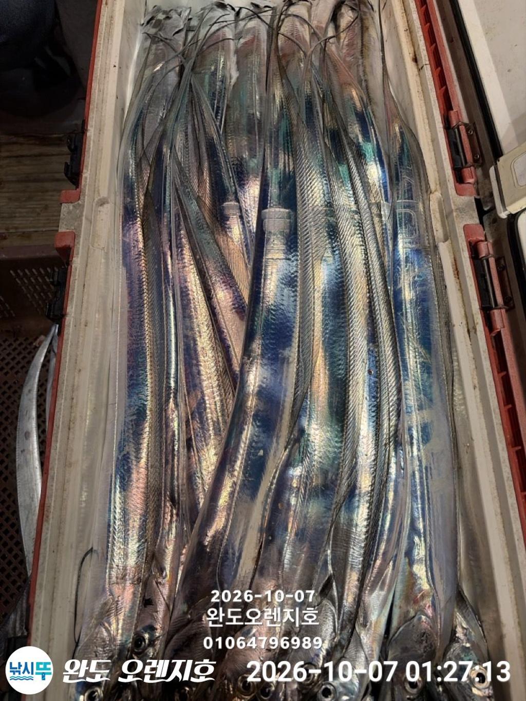 낚시뚜,갈치,완도항,완도 오렌지호,낚시뚜27