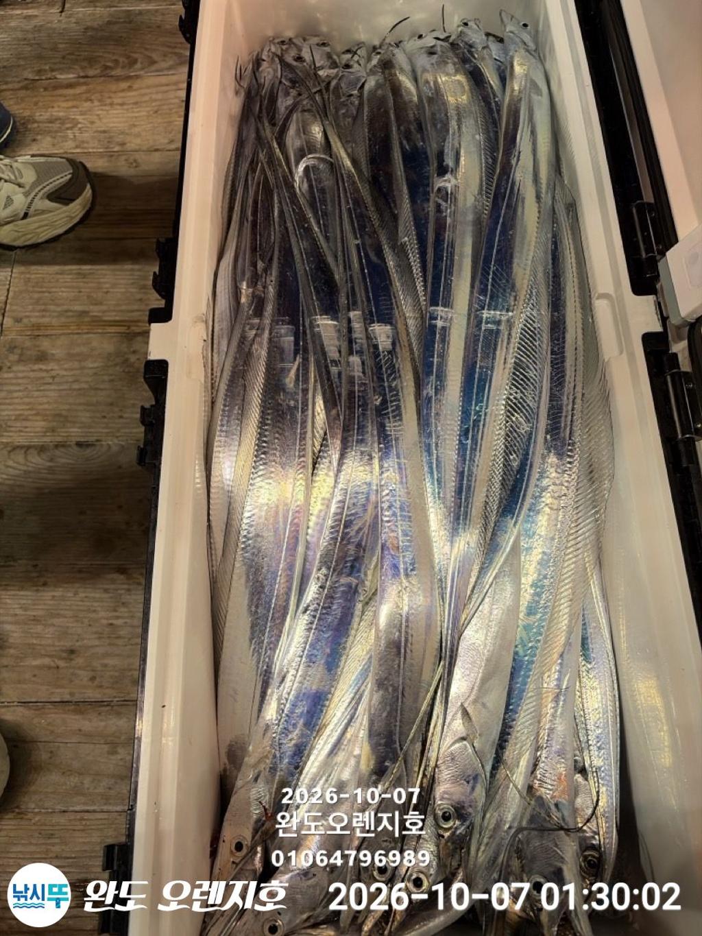 낚시뚜,갈치,완도항,완도 오렌지호,낚시뚜26