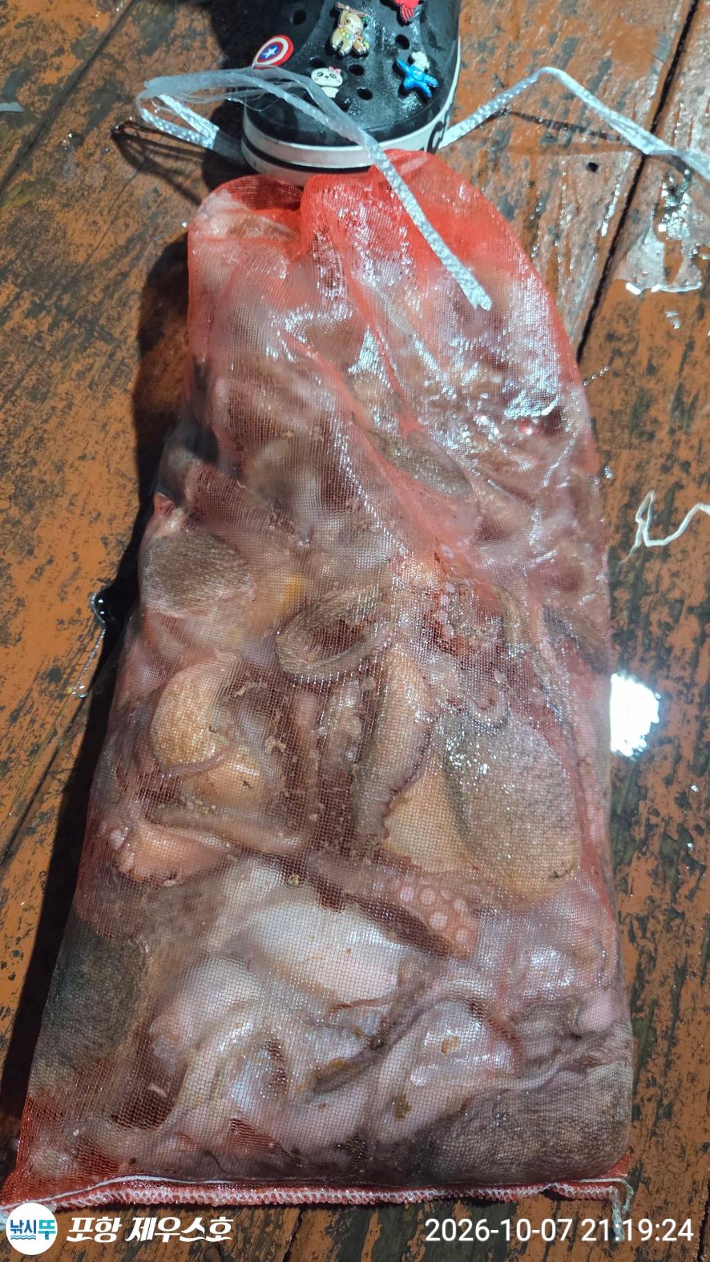낚시뚜,돌문어,무늬오징어,영일만항,포항 제우스호,낚시뚜30