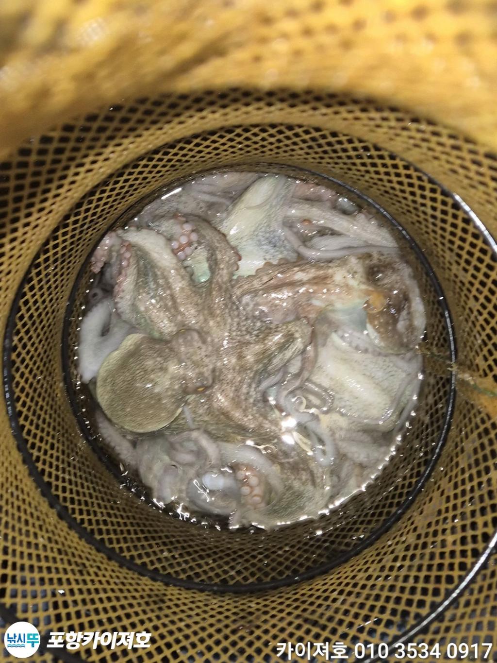 낚시뚜,기타 (직접입력),영일만항,포항카이져호,낚시뚜38
