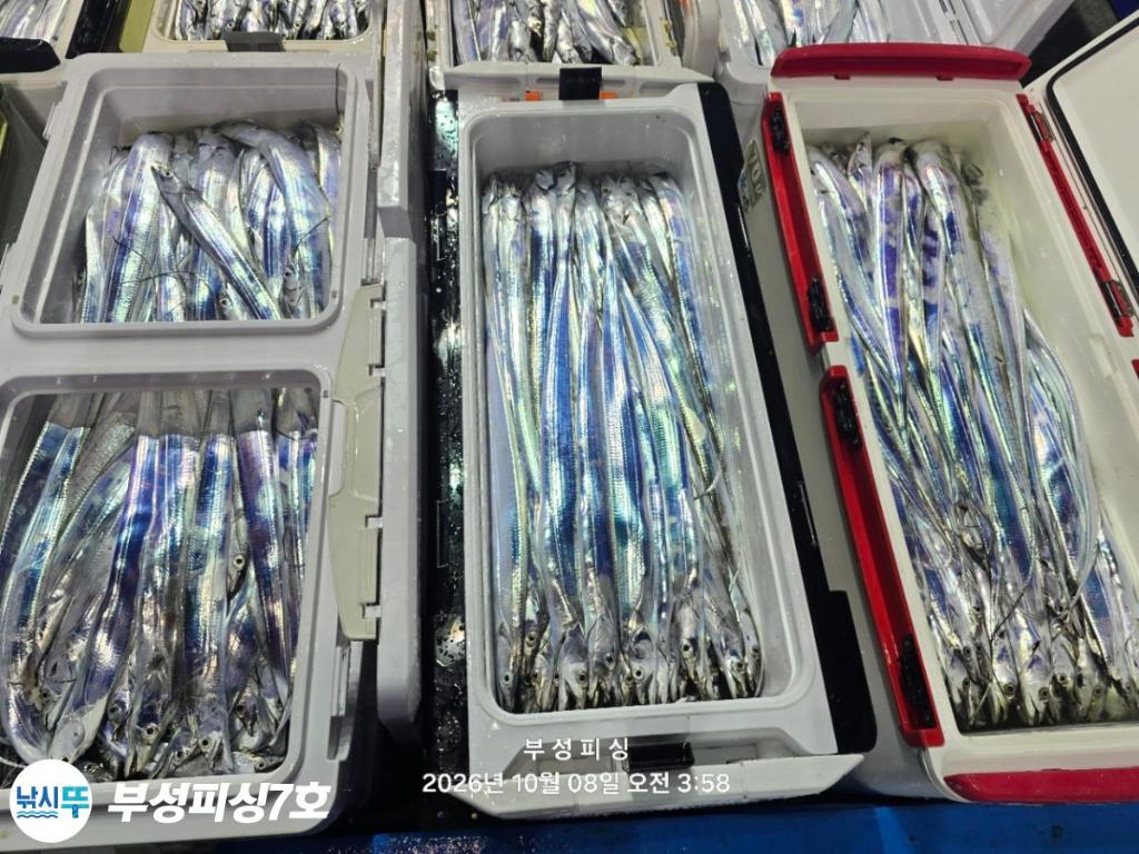 낚시뚜,갈치,통영영운리항,부성피싱7호,낚시뚜29