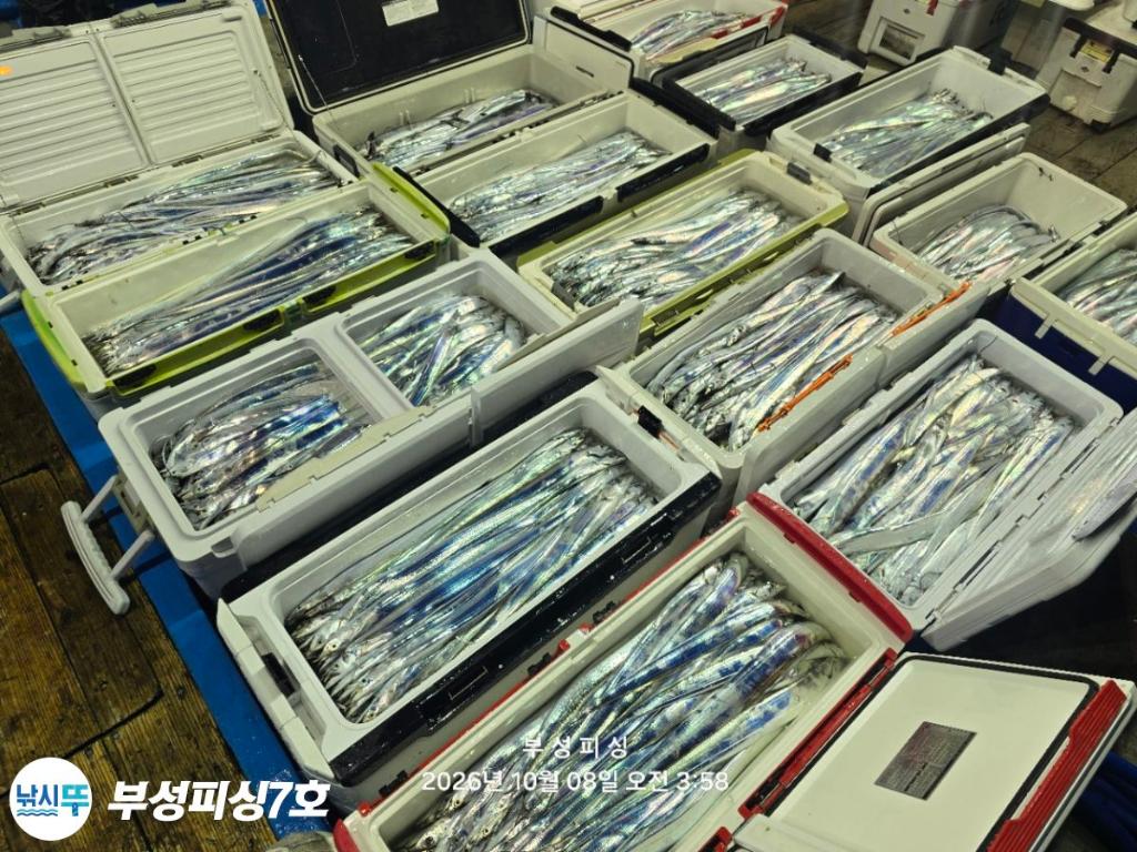낚시뚜,갈치,통영영운리항,부성피싱7호,낚시뚜26