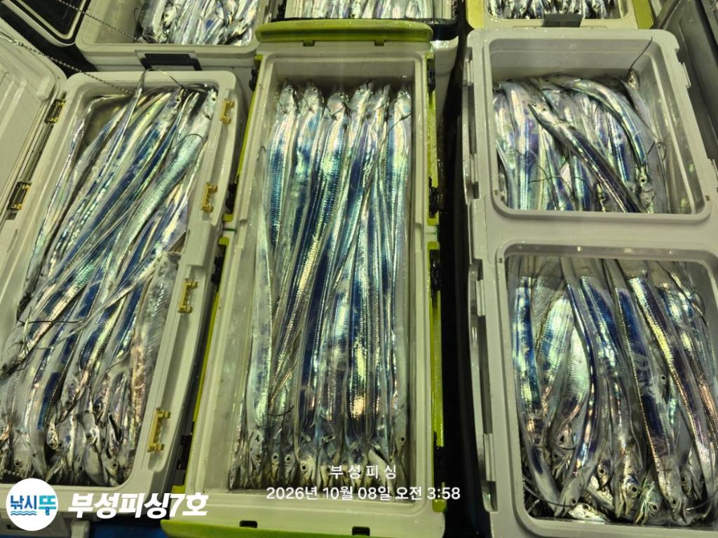 낚시뚜,갈치,통영영운리항,부성피싱7호,낚시뚜28