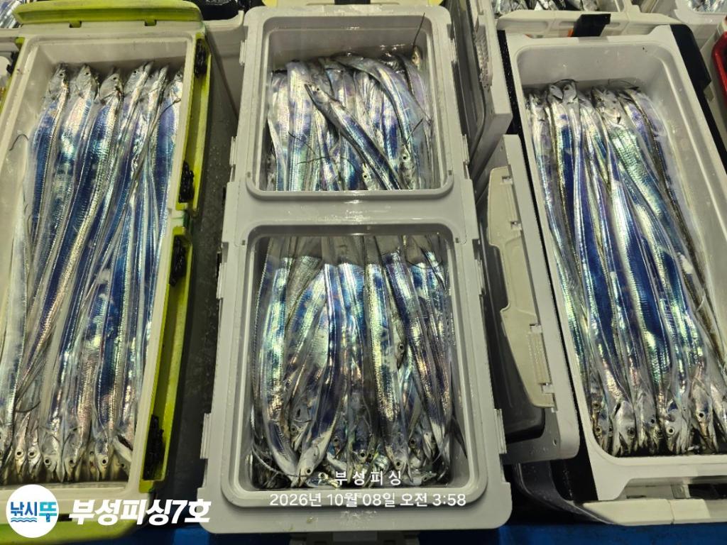 낚시뚜,갈치,통영영운리항,부성피싱7호,낚시뚜27