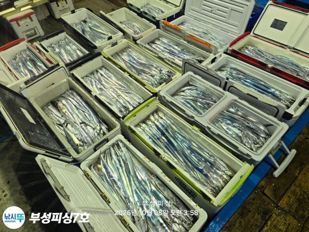 낚시뚜,갈치,통영영운리항,부성피싱7호,낚시뚜24