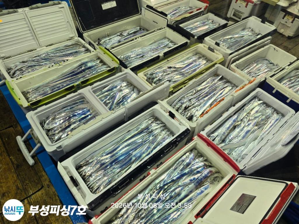 낚시뚜,갈치,통영영운리항,부성피싱7호,낚시뚜25