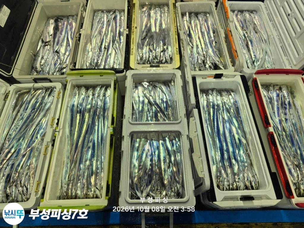 낚시뚜,갈치,통영영운리항,부성피싱7호,낚시뚜22