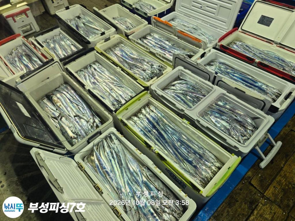 낚시뚜,갈치,통영영운리항,부성피싱7호,낚시뚜23