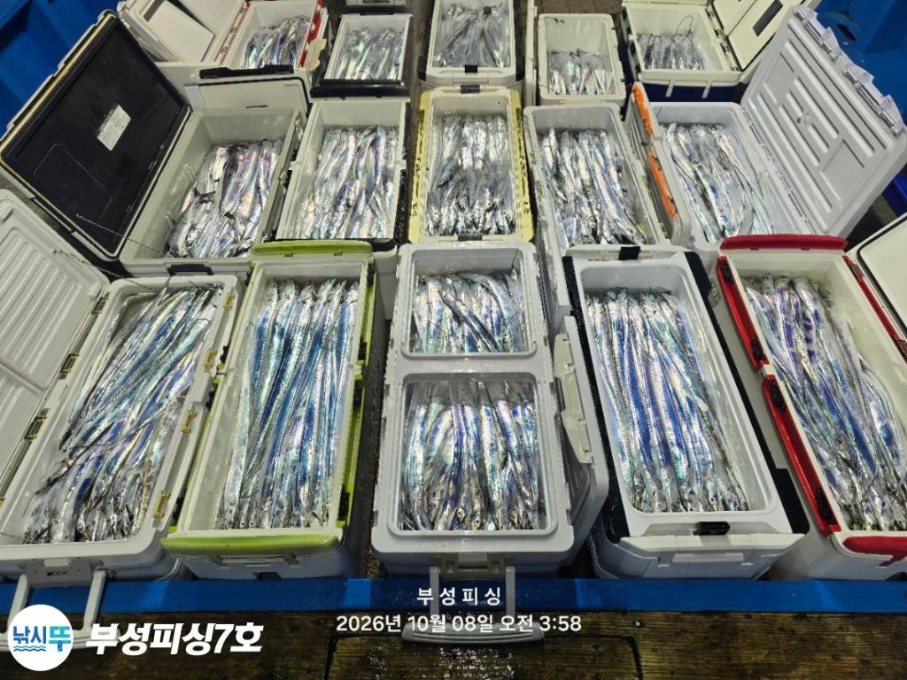 낚시뚜,갈치,통영영운리항,부성피싱7호,낚시뚜0